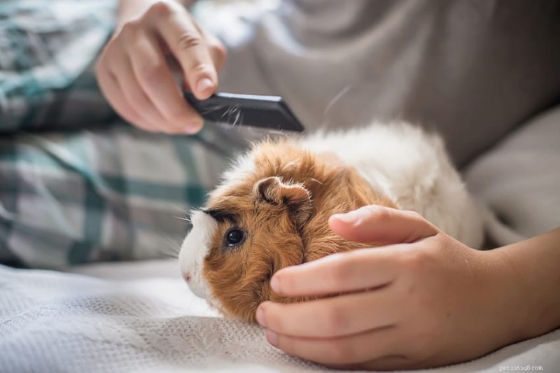 Guinea Pig Grooming Guide: Essential Tips for Clean and Happy Pets