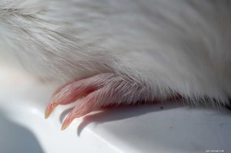 Guinea Pig Grooming Guide: Essential Tips for Clean and Happy Pets