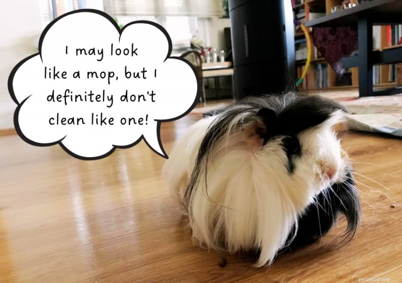 Guinea Pig Grooming Guide: Essential Tips for Clean and Happy Pets