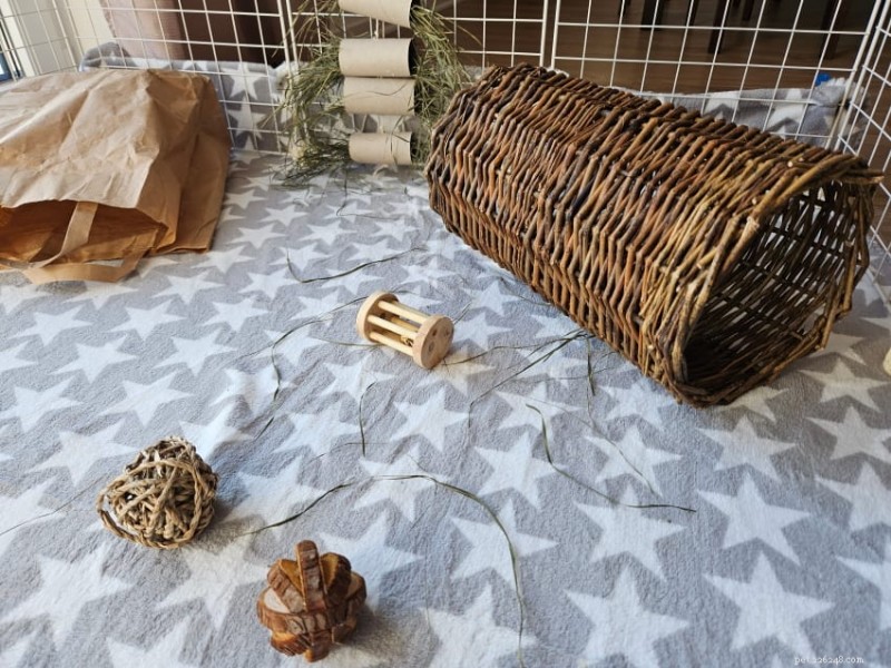 How to Build a Safe & Stimulating Guinea Pig Cage - A Complete Guide