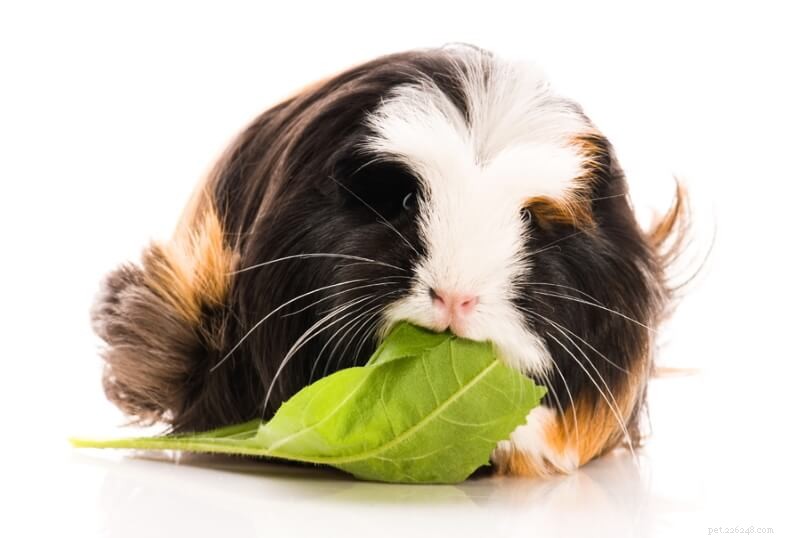 Essential Fresh Food Guide for Guinea Pigs: Safe Vegetables, Fruits & Herbs