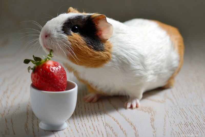 Essential Fresh Food Guide for Guinea Pigs: Safe Vegetables, Fruits & Herbs