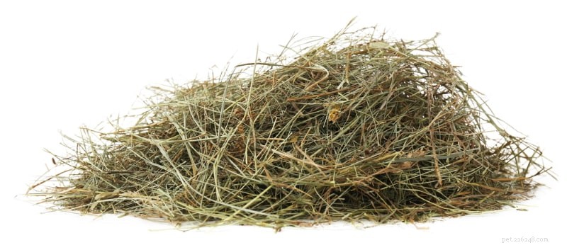 Essential Guinea Pig Supplies: 25 Must-Have Items for a Smooth New Pet Arrival