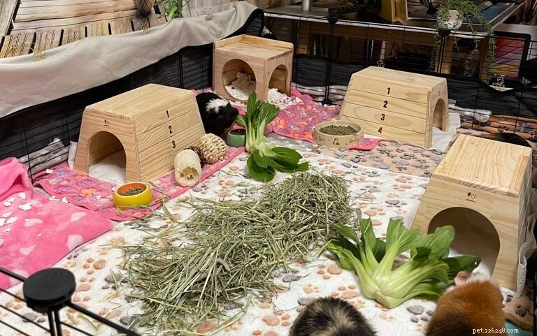 Essential Guinea Pig Supplies: 25 Must-Have Items for a Smooth New Pet Arrival