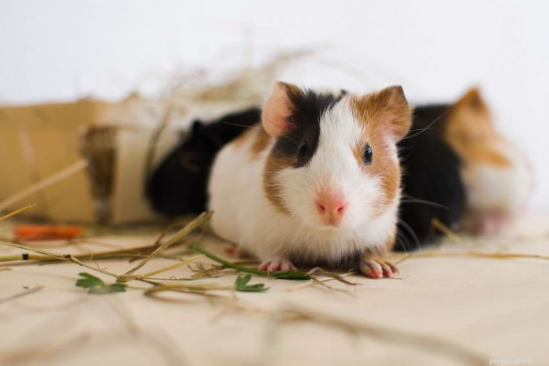 Guinea Pig Pregnancy & Care: A Complete Guide to Gestation, Delivery, and Postnatal Health