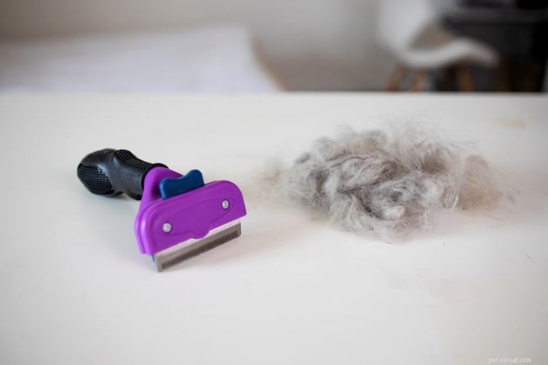 The True Cost of Owning a Rabbit: A Complete Financial Breakdown