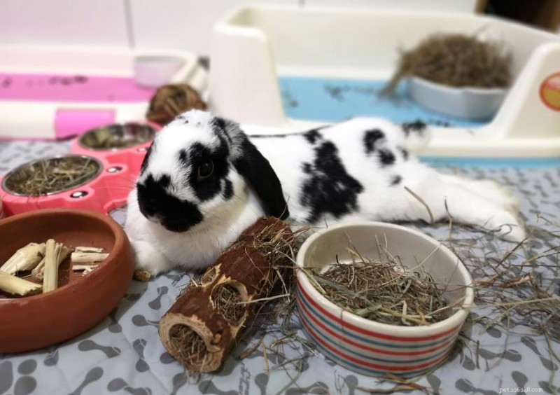 The True Cost of Owning a Rabbit: A Complete Financial Breakdown