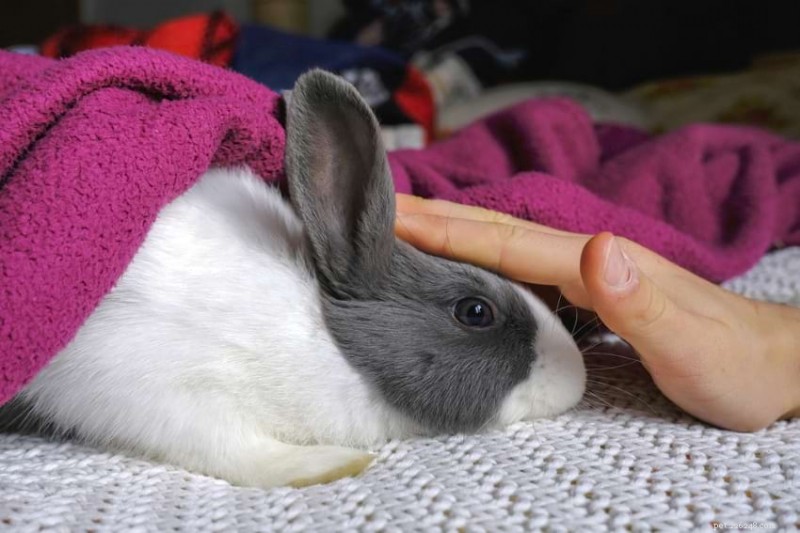 What Temperatures Are Safe for Rabbits? Tips for Keeping Them Warm in Winter