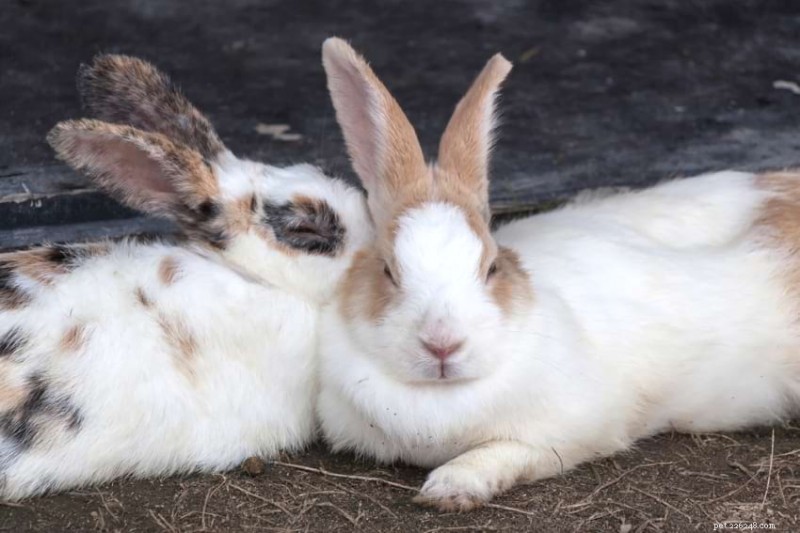 What Temperatures Are Safe for Rabbits? Tips for Keeping Them Warm in Winter