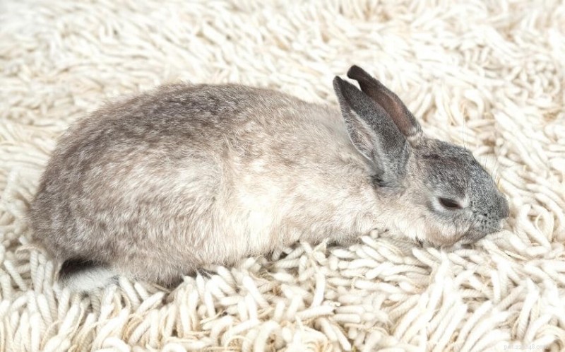 12 Critical Signs Your Rabbit May Be Nearing the End of Life
