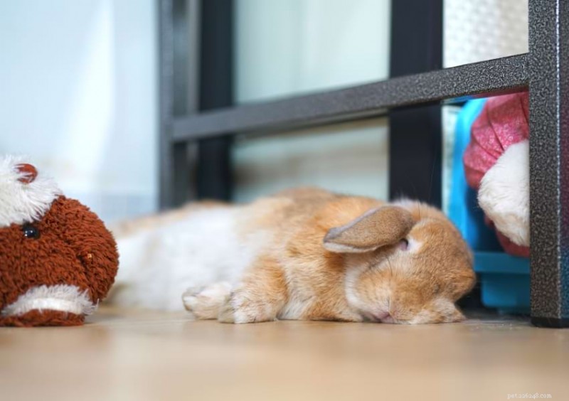 12 Critical Signs Your Rabbit May Be Nearing the End of Life