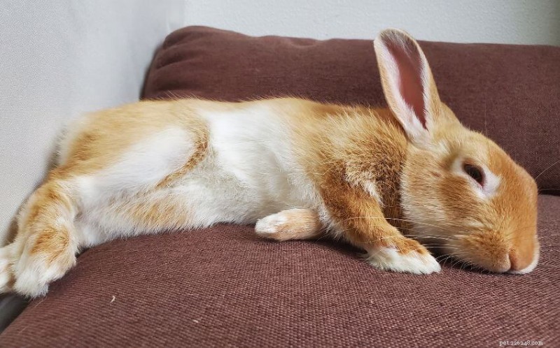 12 Critical Signs Your Rabbit May Be Nearing the End of Life