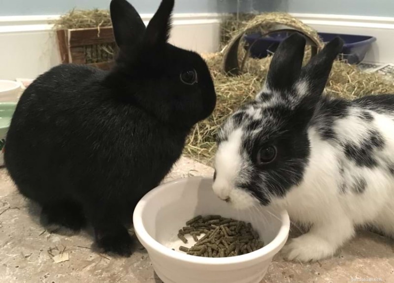 Top Rabbit Food Brands: Expert Guide to Nutritional Choices