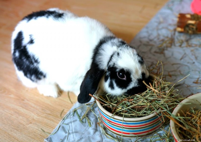 Top Rabbit Food Brands: Expert Guide to Nutritional Choices