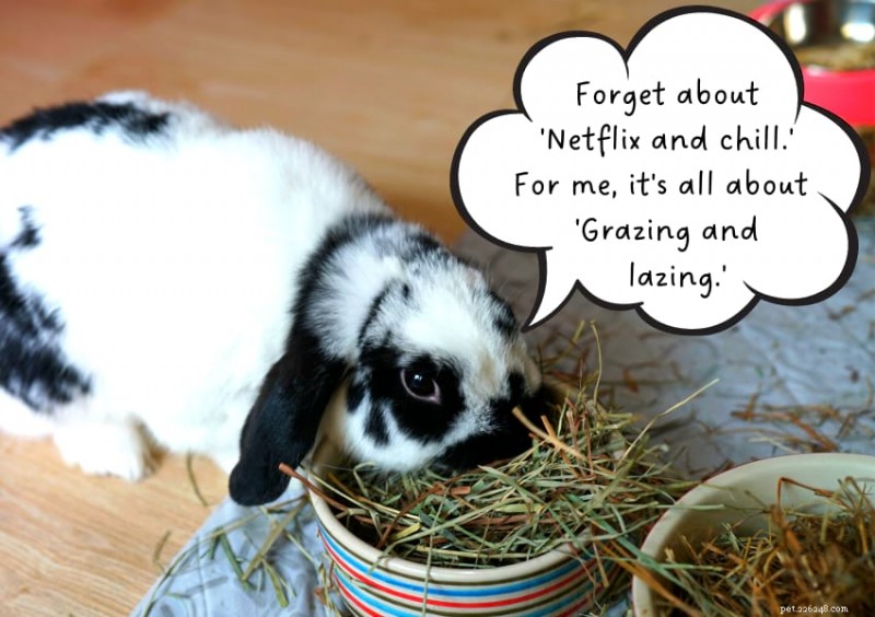 Rabbits: Survival Limits Without Food & Water – What You Need to Know