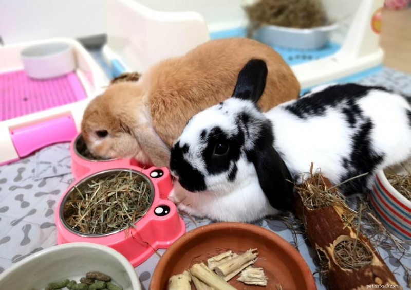 Rabbits: Survival Limits Without Food & Water – What You Need to Know