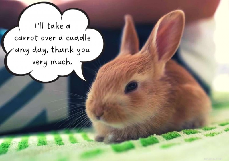 Do Rabbits Enjoy Cuddling? Understanding Their Affection Preferences