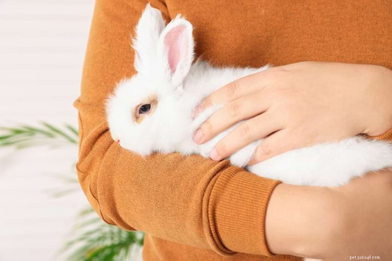 Do Rabbits Enjoy Cuddling? Understanding Their Affection Preferences