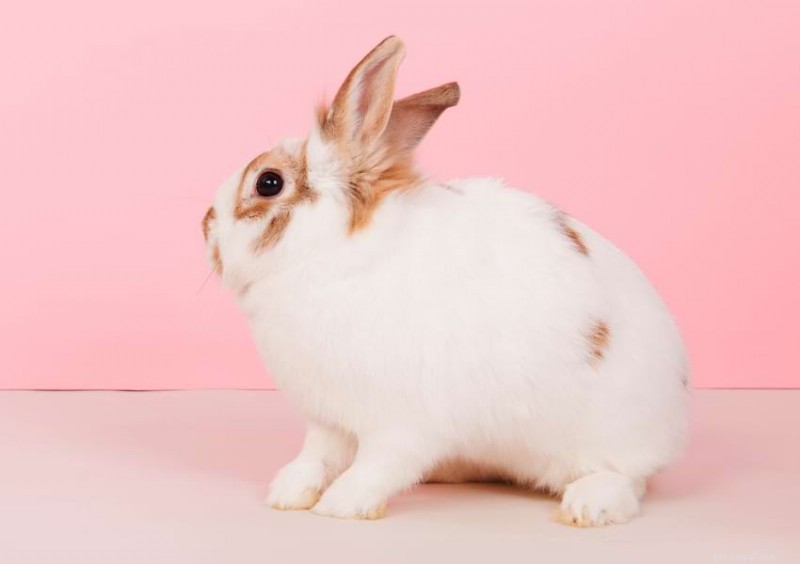 What Rabbits Thump Means: Decoding Their Signals