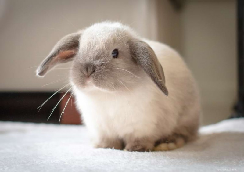 What Rabbits Thump Means: Decoding Their Signals