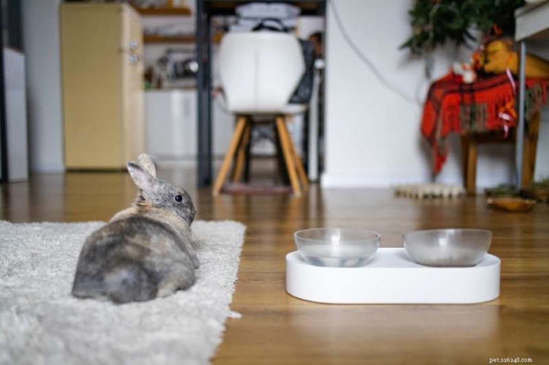 Uncovering Rabbit Intelligence: The Truth Behind Their Twitching Noses