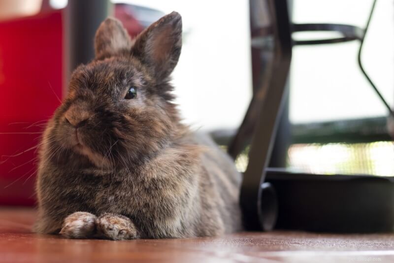 The Ideal Indoor Rabbit Cage: Why Pet Store Options Fall Short