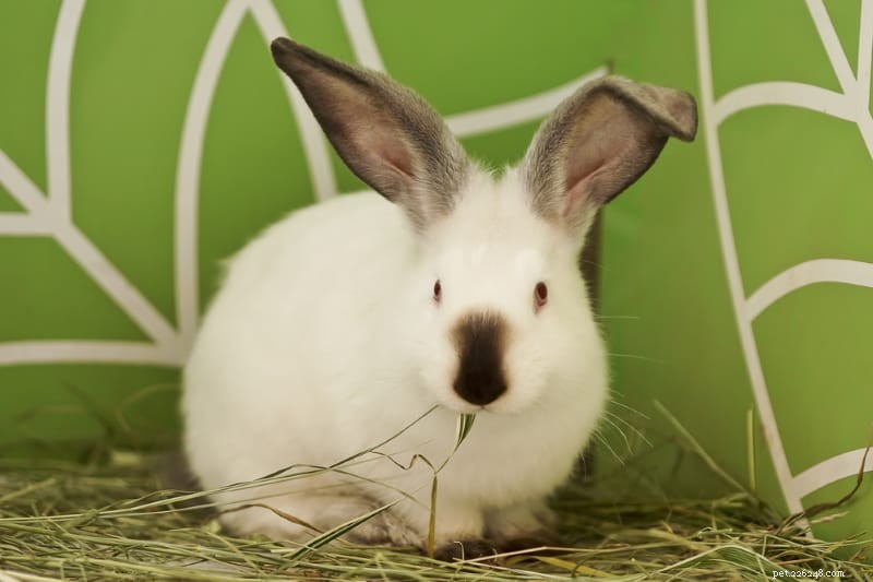 Top 10 Most Affectionate Rabbit Breeds: Friendly, Cuddly, and Gentle Companions