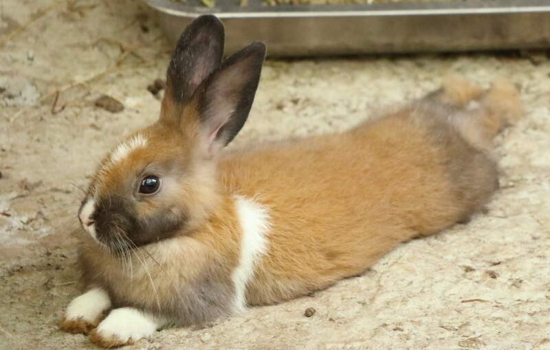 Top 10 Most Affectionate Rabbit Breeds: Friendly, Cuddly, and Gentle Companions