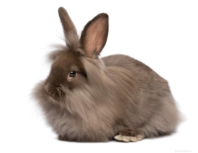Top 10 Most Affectionate Rabbit Breeds: Friendly, Cuddly, and Gentle Companions
