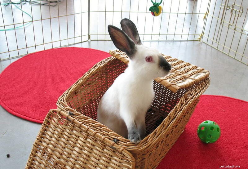Top 10 Most Affectionate Rabbit Breeds: Friendly, Cuddly, and Gentle Companions