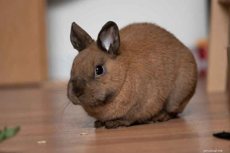 Effortless Rabbit Litter Training: 3 Proven Steps