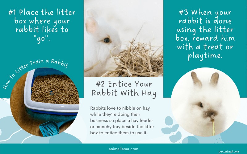 Effortless Rabbit Litter Training: 3 Proven Steps