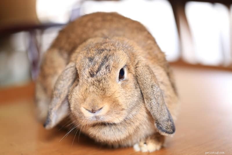 8 Key Stress Signals in Rabbits & Proven Ways to Calm Them
