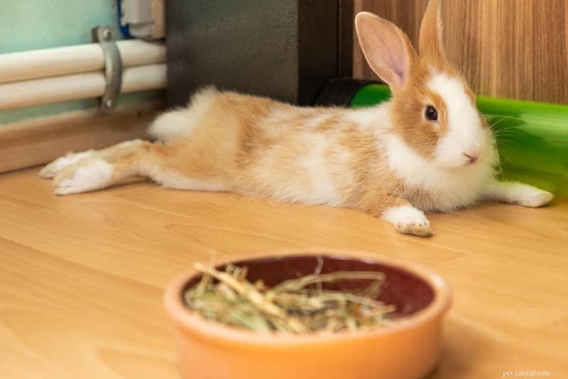 Moving Your Rabbit? Expert Tips to Ease the Transition
