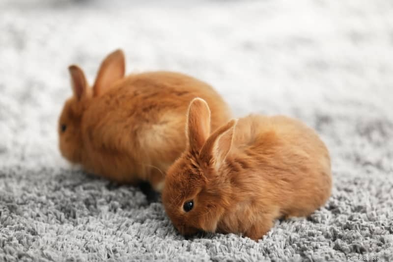 Safe & Easy Free-Roam Rabbit Setup: Let Your Indoor Bunny Explore the House with Confidence