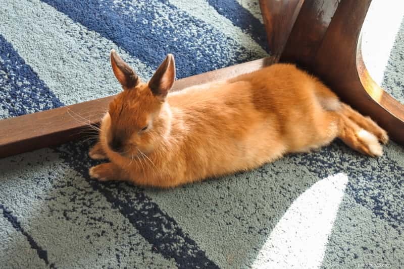 Safe & Easy Free-Roam Rabbit Setup: Let Your Indoor Bunny Explore the House with Confidence