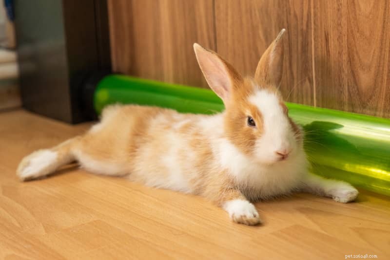 Safe & Easy Free-Roam Rabbit Setup: Let Your Indoor Bunny Explore the House with Confidence