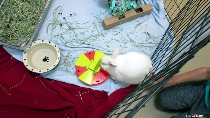 Safe & Easy Free-Roam Rabbit Setup: Let Your Indoor Bunny Explore the House with Confidence