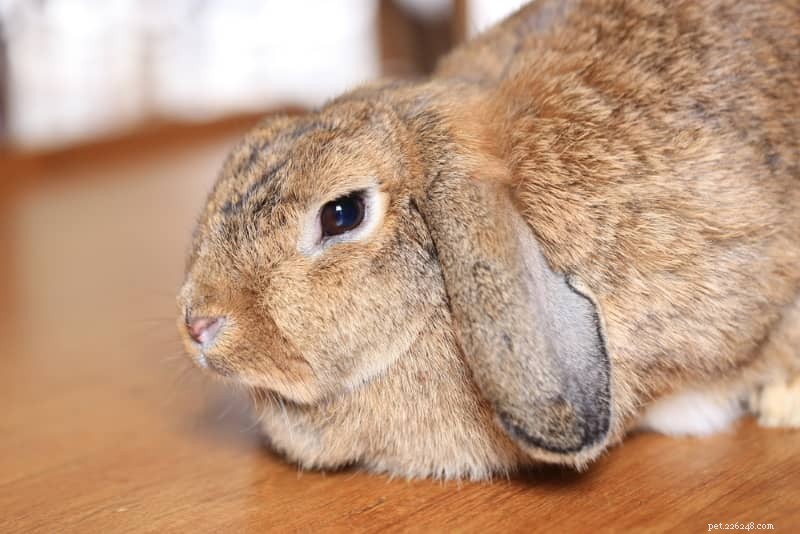 Comprehensive Rabbit Gestation Guide: Pregnancy Care & Expert Tips