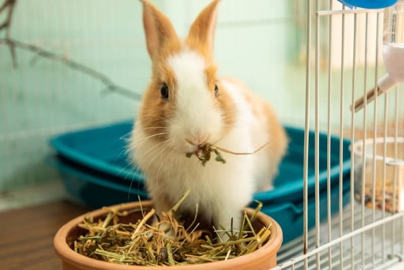 Comprehensive Rabbit Gestation Guide: Pregnancy Care & Expert Tips