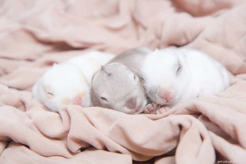 Comprehensive Rabbit Gestation Guide: Pregnancy Care & Expert Tips