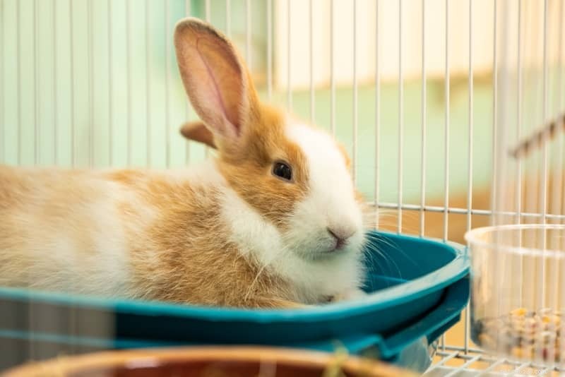 5 Clear Indicators That Your Bunny Is Happy and Healthy