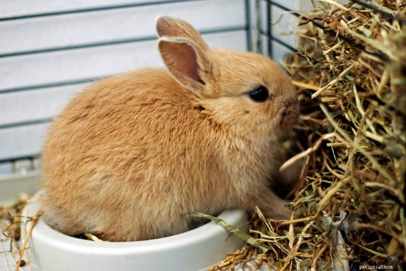 Choosing the Right Hay for Rabbits: A Comprehensive Nutritional Guide