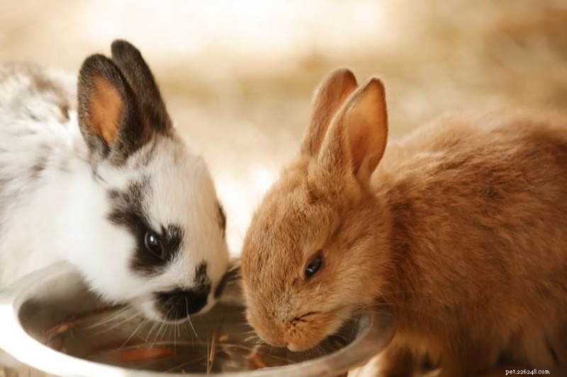 Water Bowl vs. Bottle Feeder: Choosing the Best Hydration for Your Rabbits