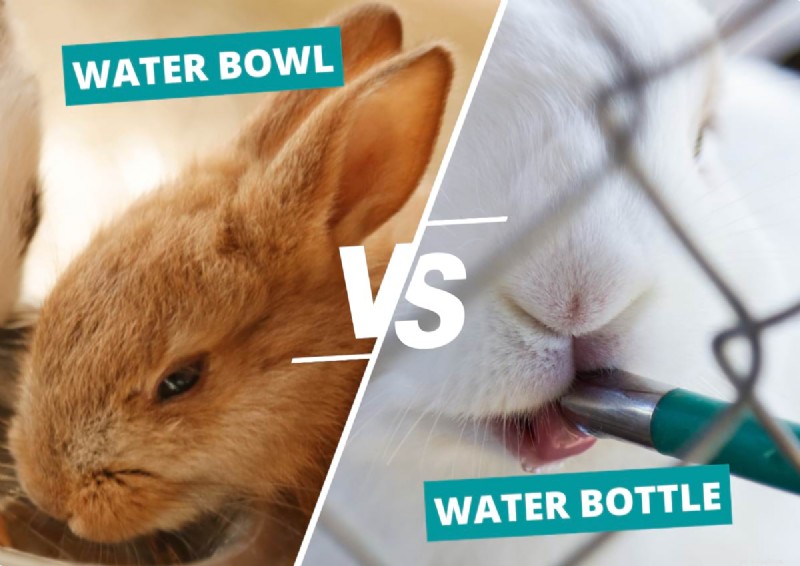 Water Bowl vs. Bottle Feeder: Choosing the Best Hydration for Your Rabbits