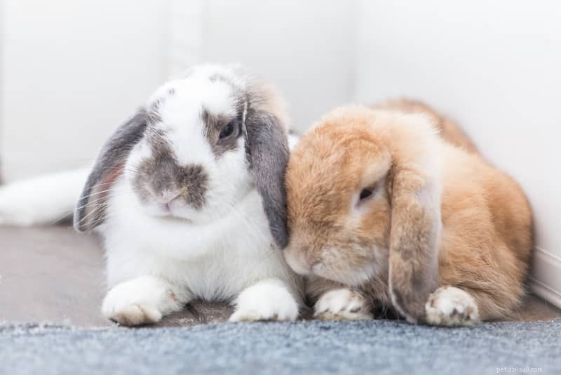 How to Spot Rabbit Illness: 11 Key Warning Signs You Must Know