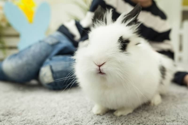 How to Spot Rabbit Illness: 11 Key Warning Signs You Must Know