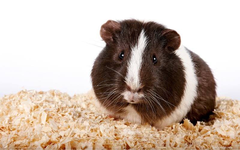 Discover Your Guinea Pig’s Coat Color: A Complete Guide to Colors & Patterns