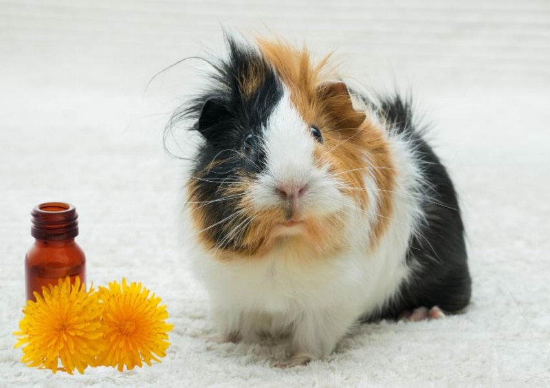 Discover Your Guinea Pig’s Coat Color: A Complete Guide to Colors & Patterns