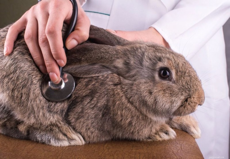 Finding the Right Rabbit Veterinarian: A Comprehensive Guide